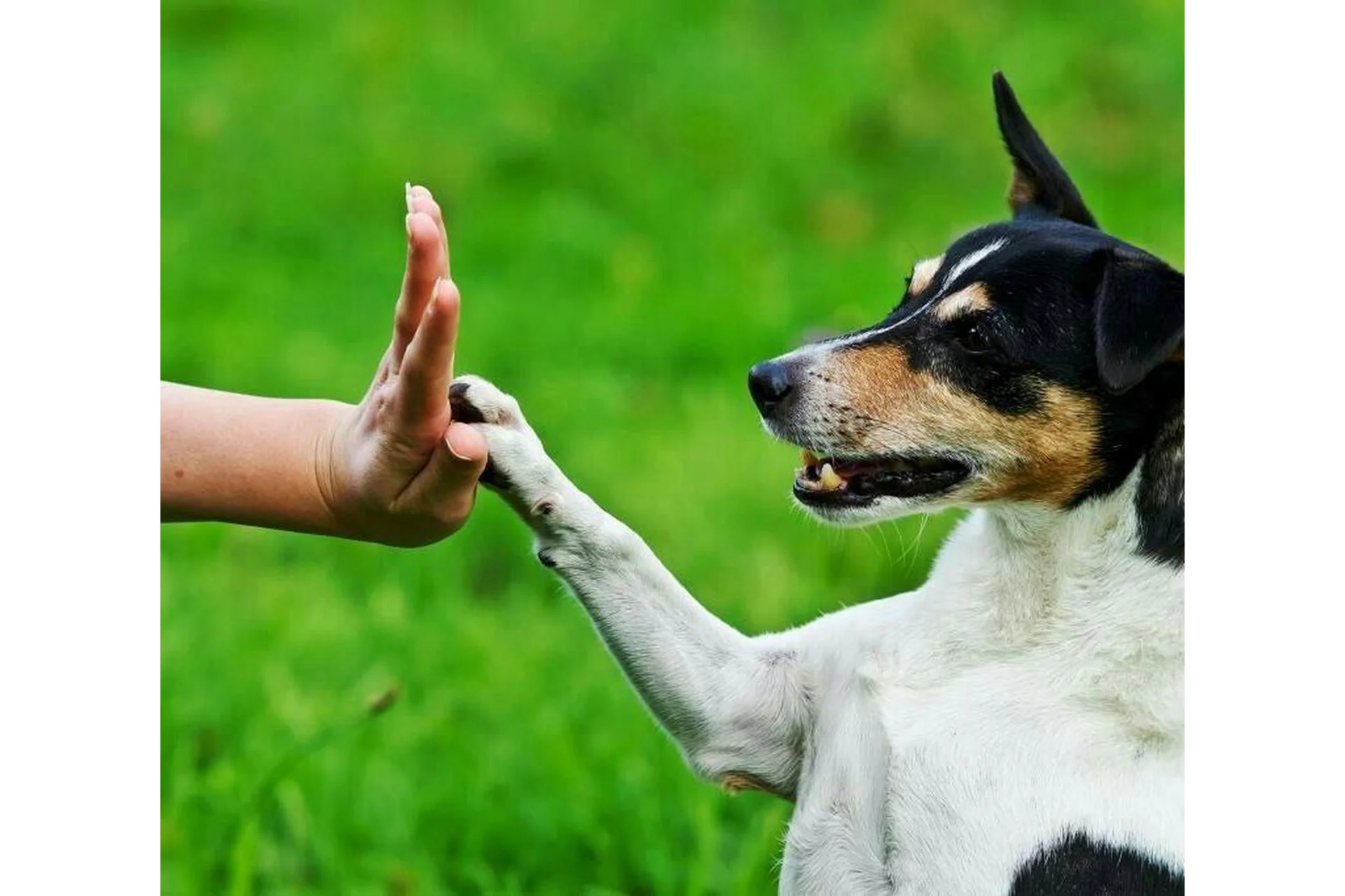 Воспитание собаки начиная с щенячьего возраста (Анатолий Котенко), фото 1 из 1.