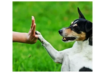 Воспитание собаки начиная с щенячьего возраста (Анатолий Котенко)