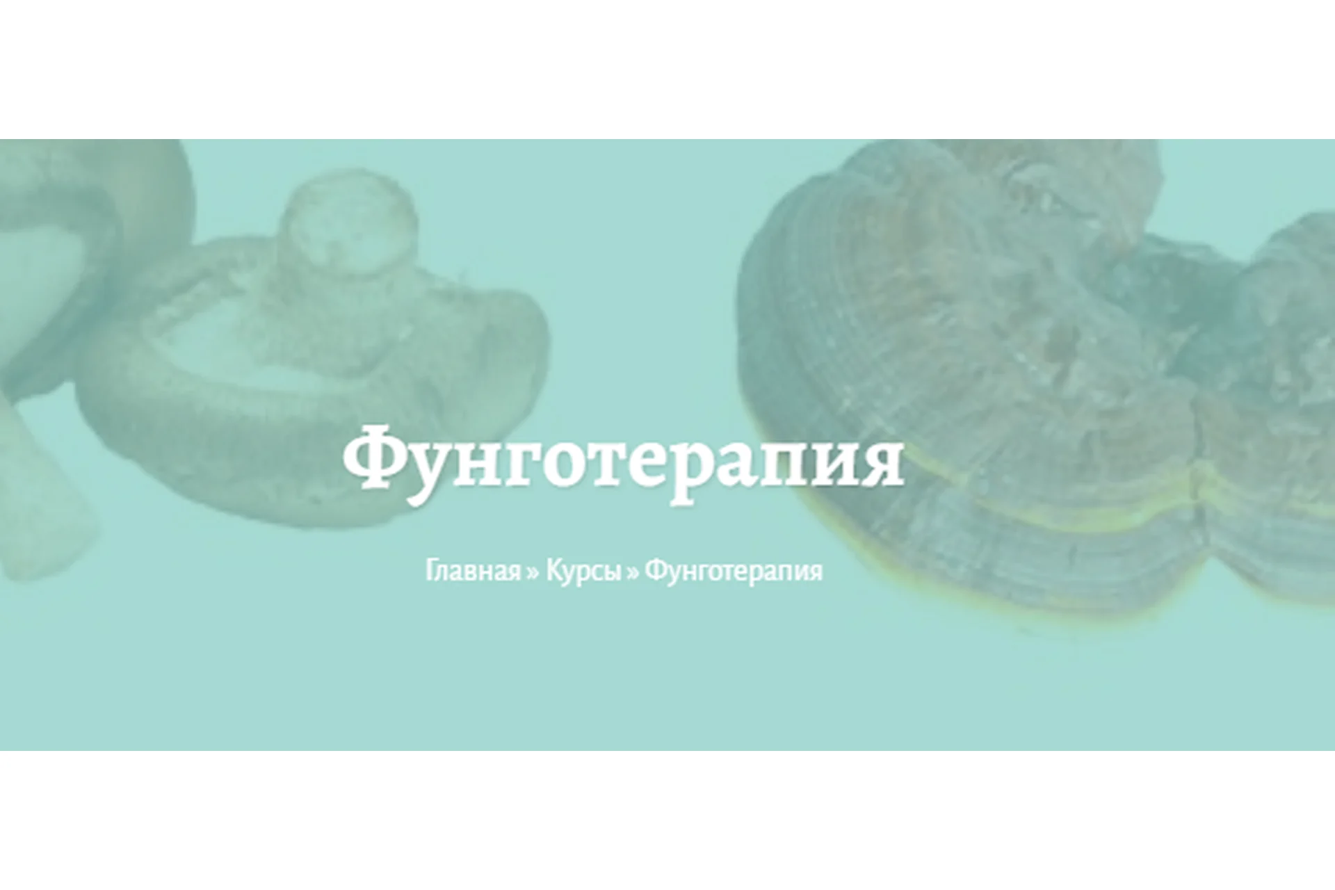 Фунготерапия (Елена Миргородская), фото 1 из 1.