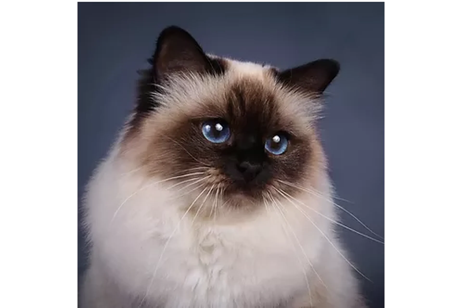 Священая бирма (Юлия Дубинина), фото 1 из 1.