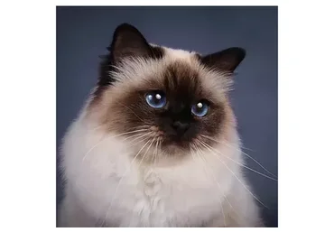 Священая бирма (Юлия Дубинина)