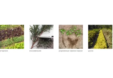 [АППМ] Зеленое черенкование перспективный способ получения корнесобственных саженцев (Ирина Окунева)