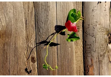 Возвращайся. Работа с травмой через поле (Елена Веселаго)