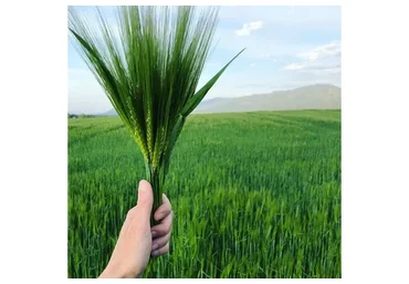 Секреты красивого и здорового лета (Ольга Киврина)