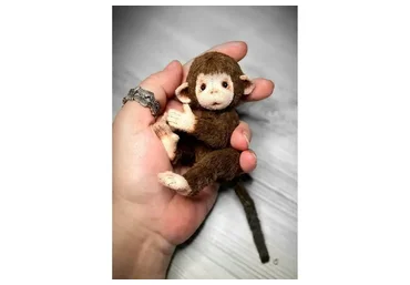 Мастер-класс Мартышки (Екатерина Кривосветлицкая)