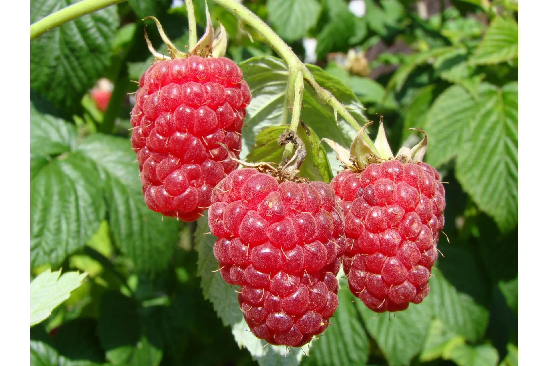 [Eko.Tort] Пирожное «Малина-молочный шоколад» (Кристина Озерова), фото 1 из 1.