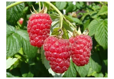 [Eko.Tort] Пирожное «Малина-молочный шоколад» (Кристина Озерова)