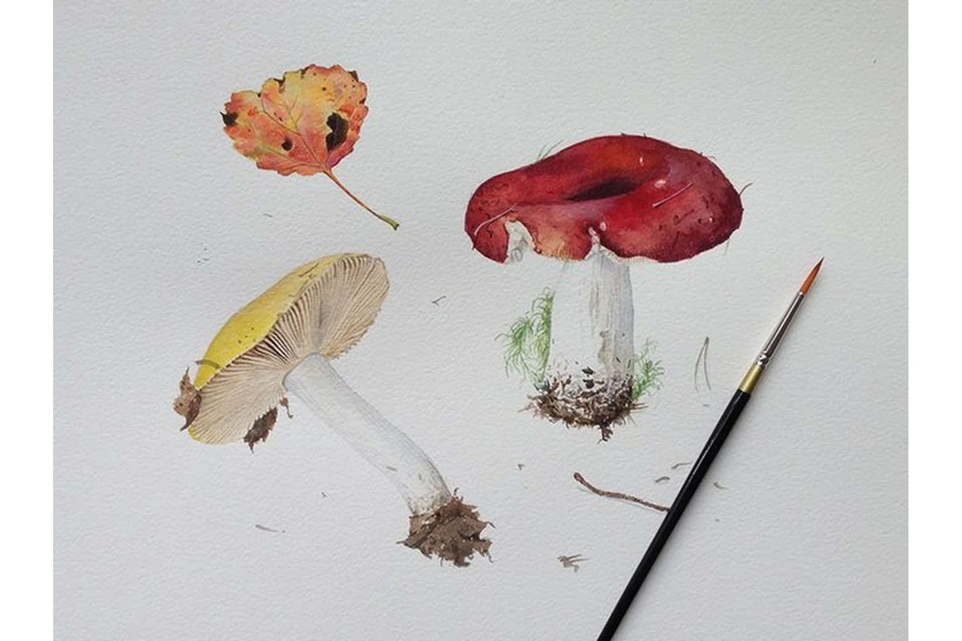 Акварельная ботаническая живопись (Александр Вязьменский), фото 1 из 1.