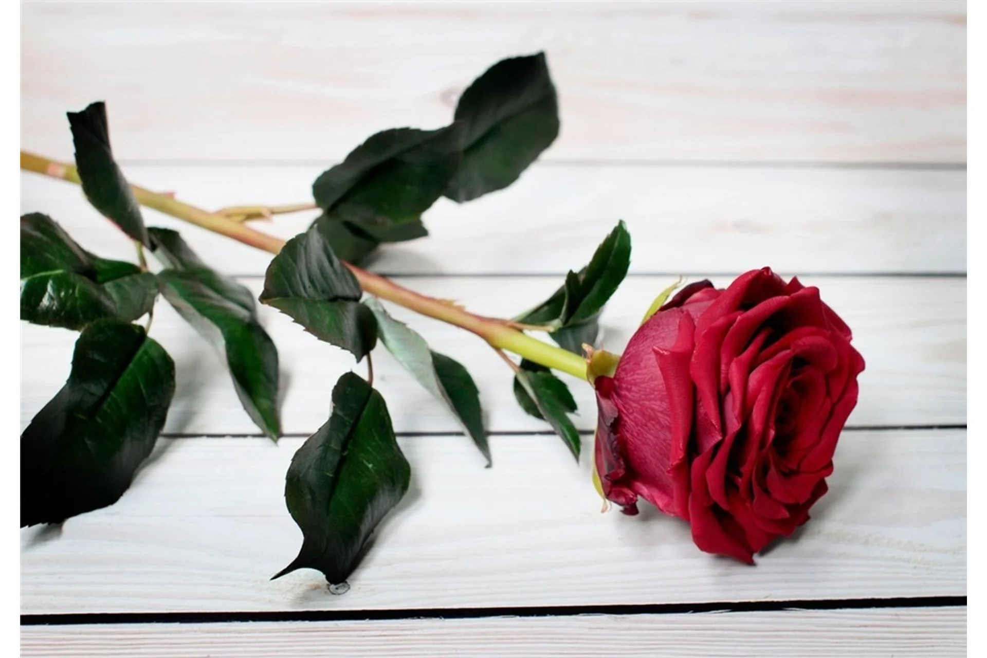 Мастерский курс «Цветы из полимерной глины» 14 мастер-классов (Марина Головина), фото 1 из 1.