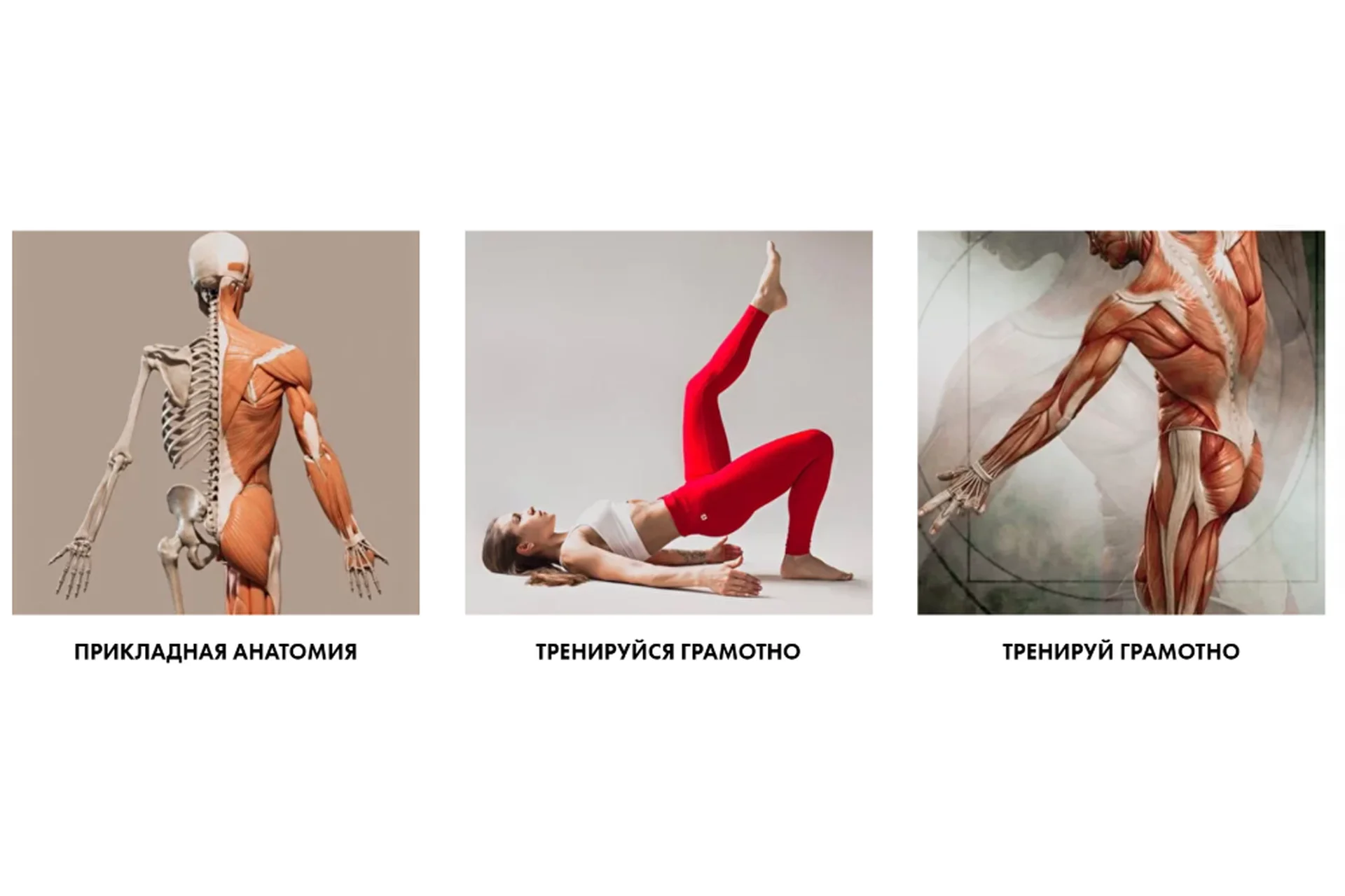 Специалист по движению. Тело человека 6.0, пакет «1+2+3 модуль» (Христина Жарикова), фото 1 из 1.