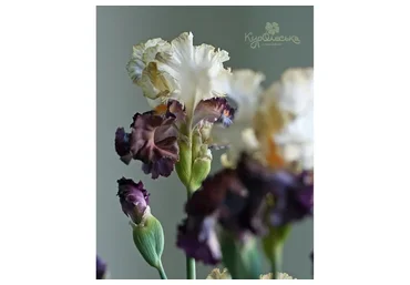 Ирис Бородатый (Олеся Богданович)