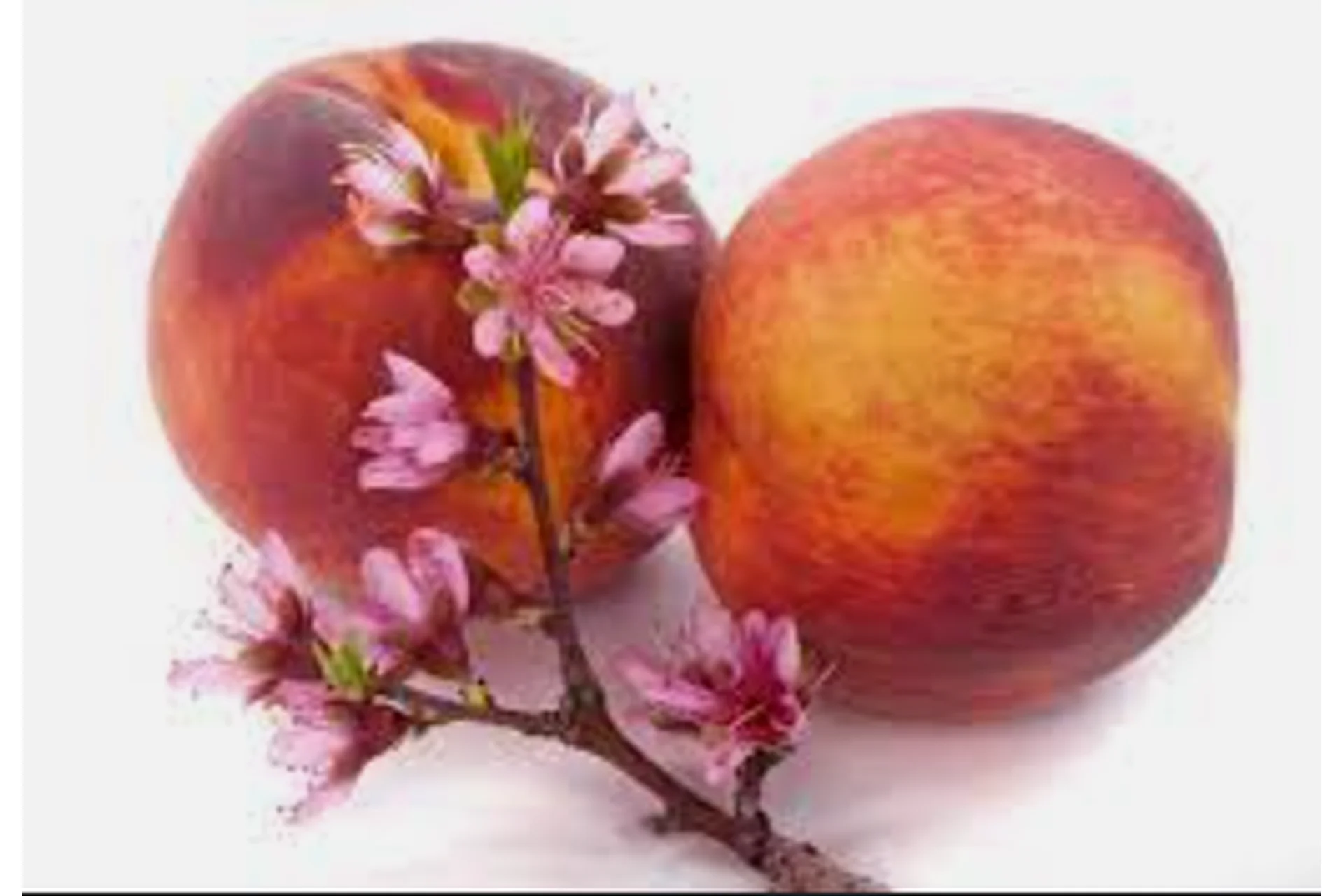 Аспекты цветения персика, брака и развода (Юрий Сбитнев), фото 1 из 1.