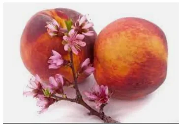 Аспекты цветения персика, брака и развода (Юрий Сбитнев)