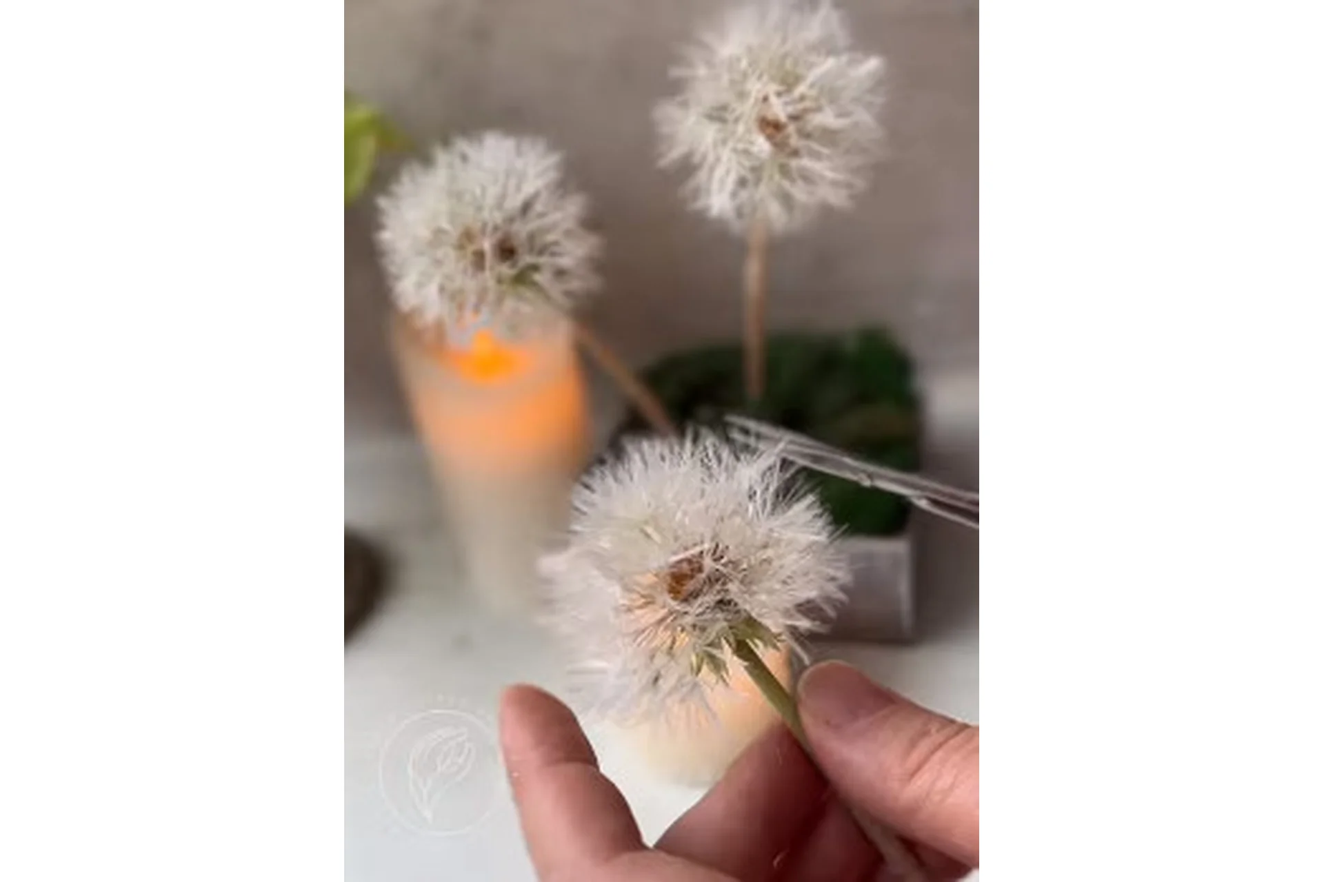 Белые пушистые одуванчики (queen_clayflowers), фото 1 из 1.