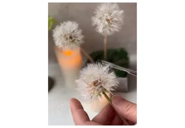 Белые пушистые одуванчики (queen_clayflowers)