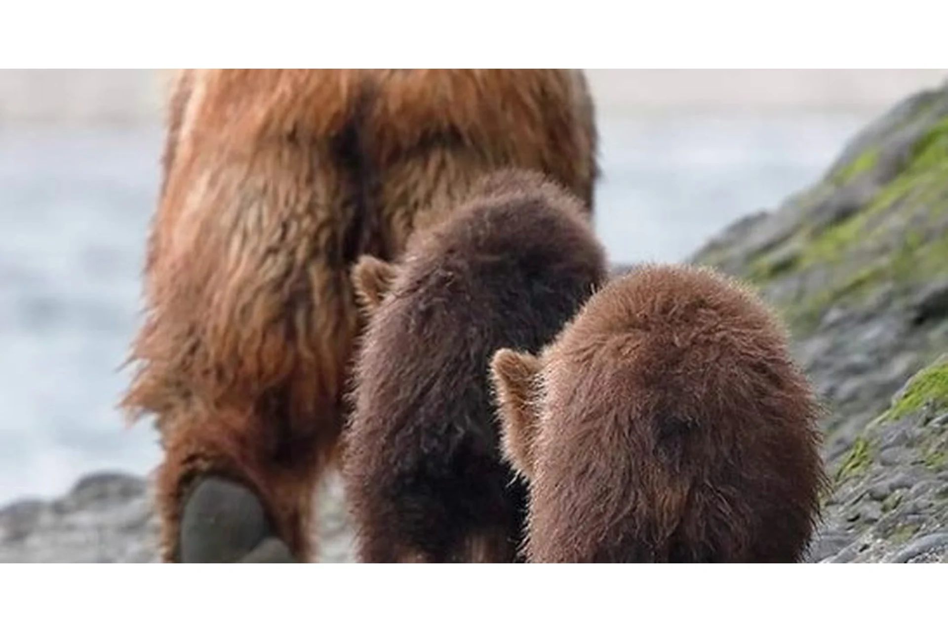 Миcтикa дробных кaрт. D10 (Винод Пракаш Гоел), фото 1 из 1.