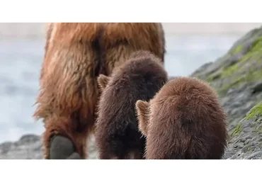 Миcтикa дробных кaрт. D10 (Винод Пракаш Гоел)