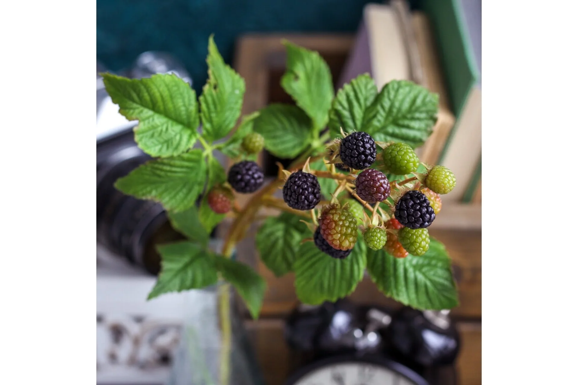 Ежевика (Татьяна Кононова), фото 1 из 1.