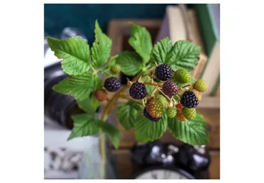 Ежевика (Татьяна Кононова)