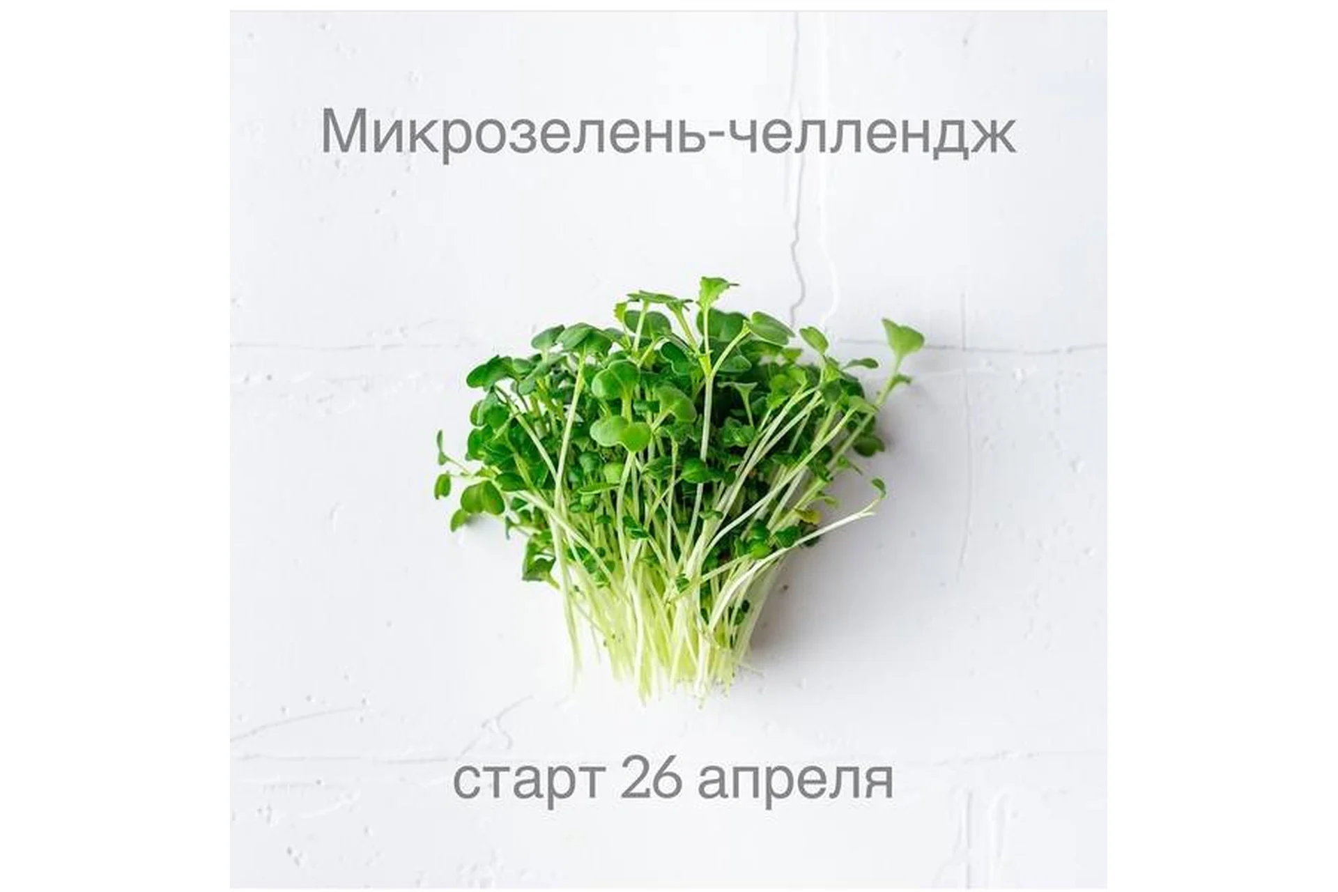 Микрозелень-челлендж (Ольга Зингер), фото 1 из 1.