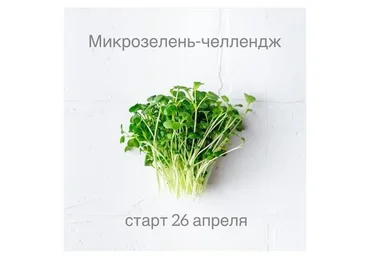 Микрозелень-челлендж (Ольга Зингер)