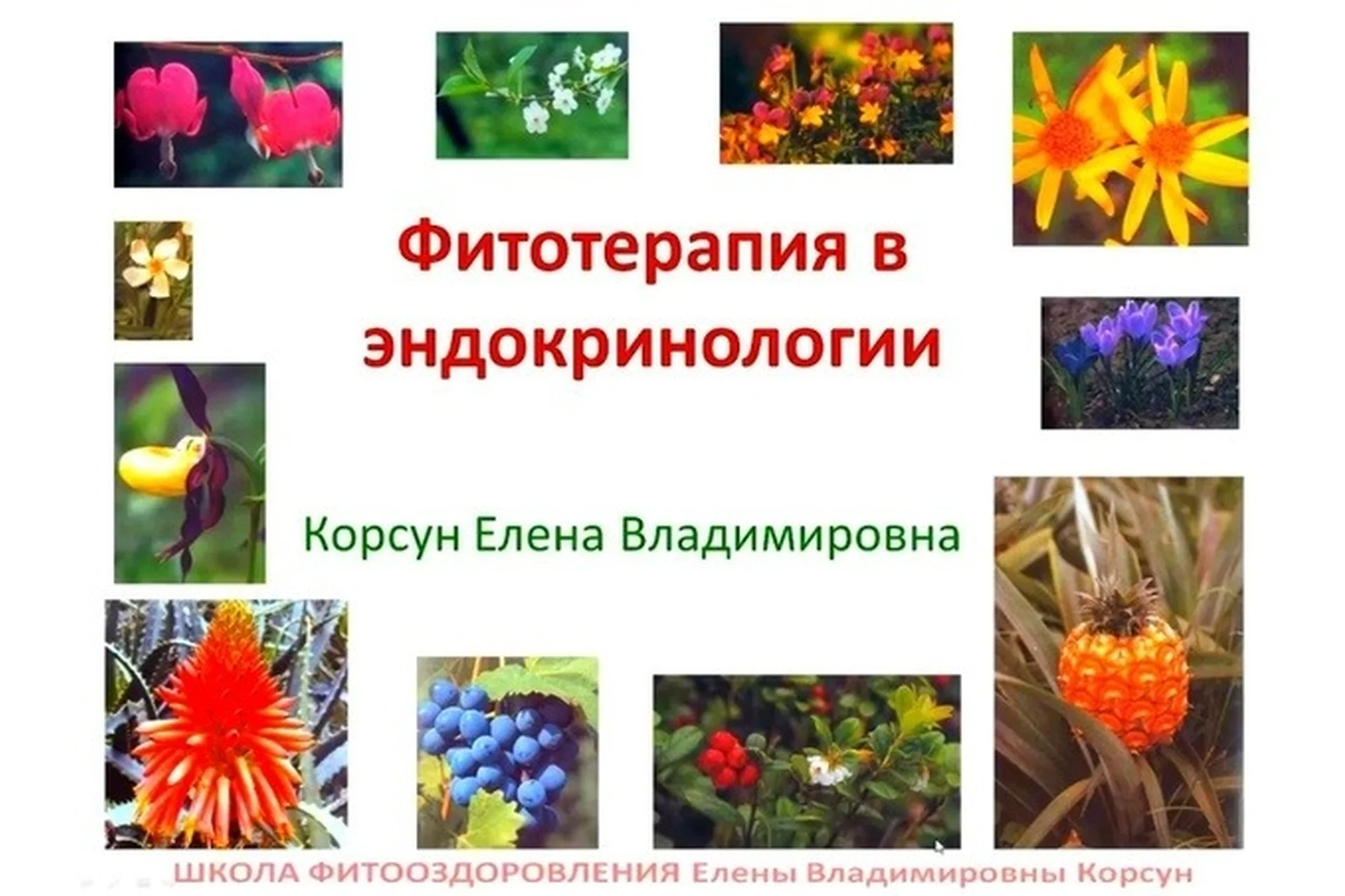 Фитооздоровление при эндокринных заболеваниях (Елена Корсун), фото 1 из 1.