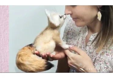 Лисенок (Екатерина Сосина)