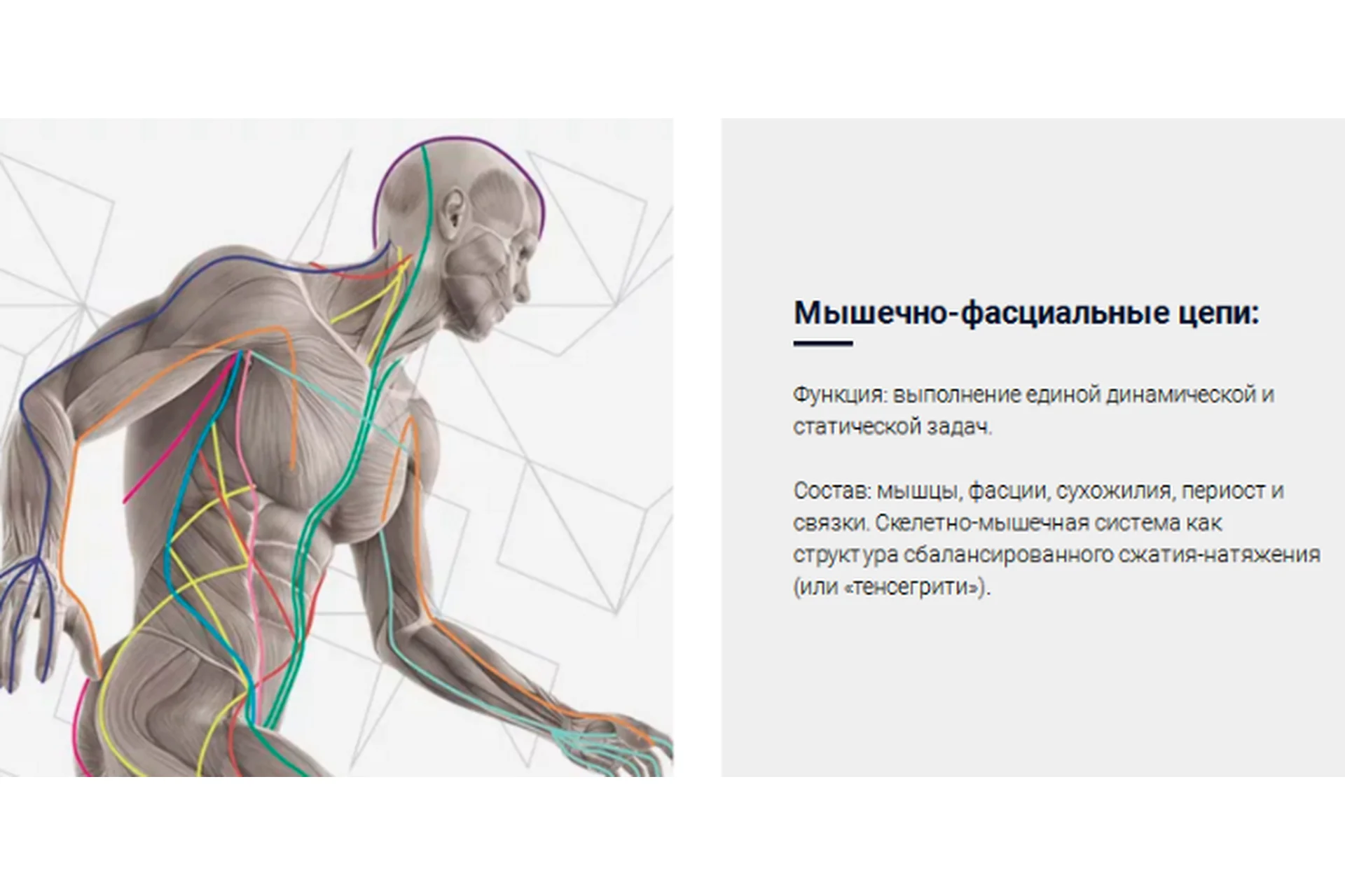 Мышечно-фасциальные цепи как система стабилизации мышечно-скелетной системы  (Людмила Васильева), фото 1 из 1.