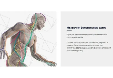 Мышечно-фасциальные цепи как система стабилизации мышечно-скелетной системы  (Людмила Васильева)