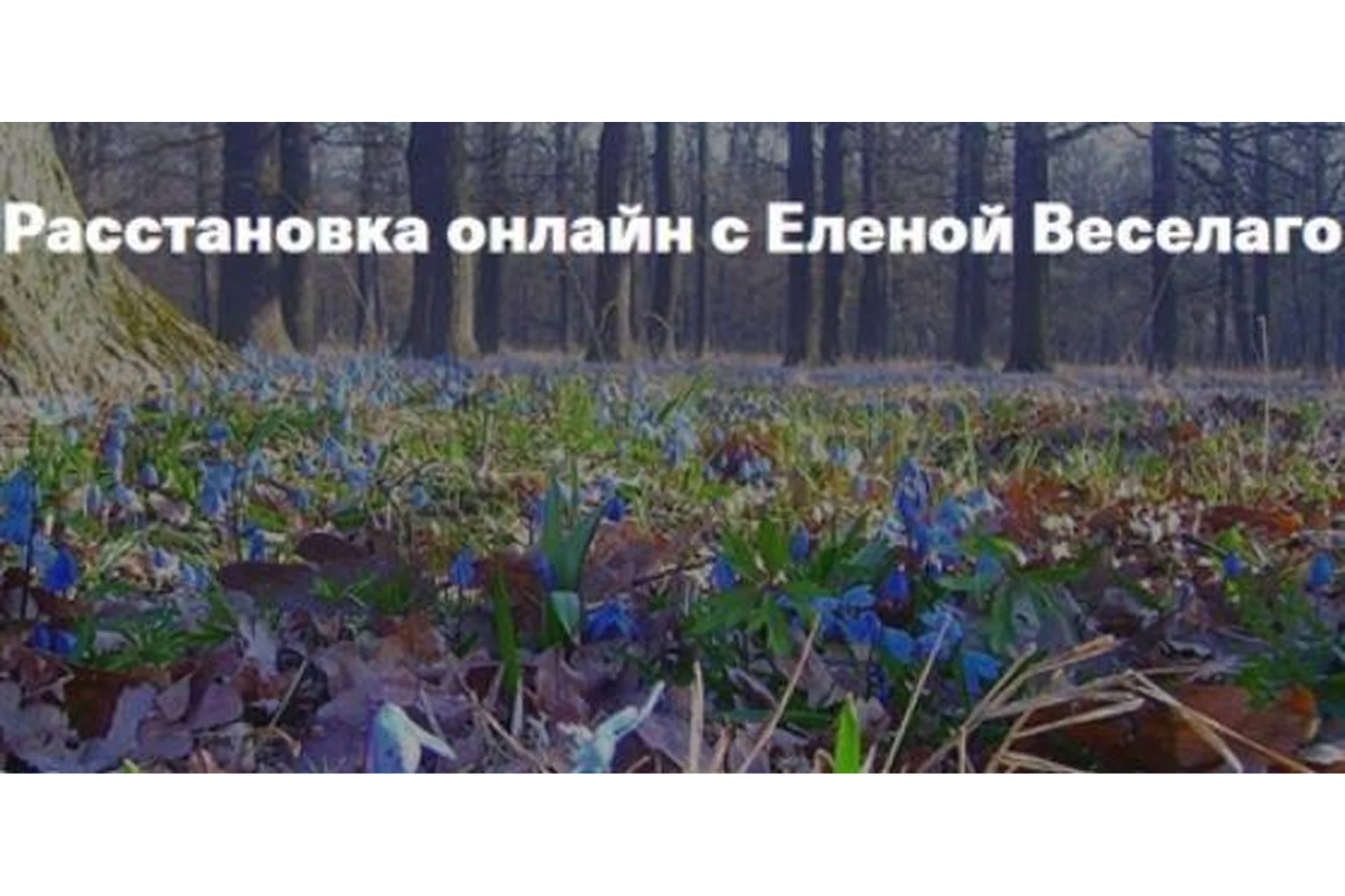 Расстановка онлайн. 25 ноября (Елена Веселаго), фото 1 из 1.