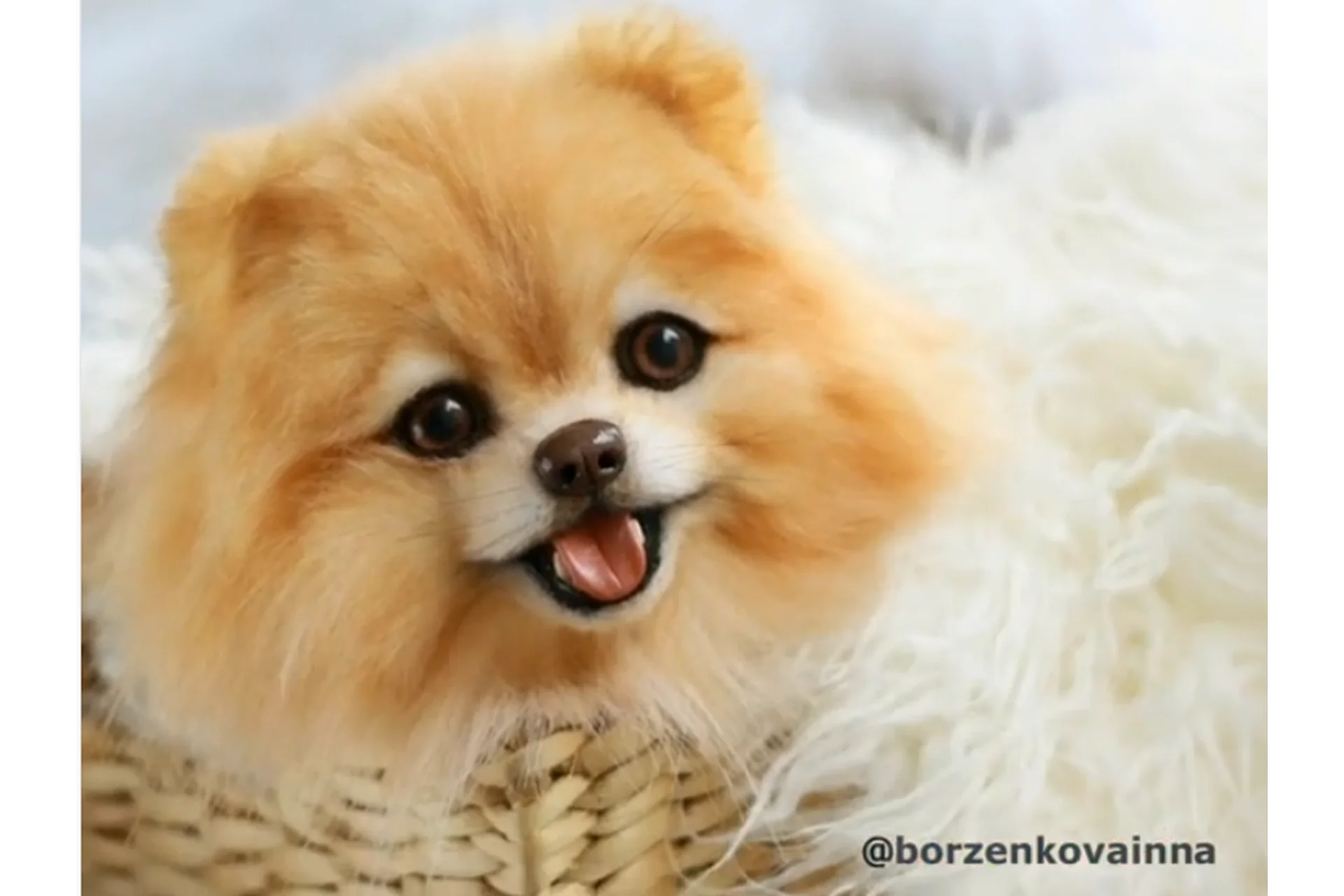 Шпицы с закрытой и открытой пастью (Инна Борзенкова), фото 1 из 1.