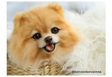 Шпицы с закрытой и открытой пастью (Инна Борзенкова)