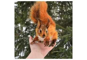 Реалистичная белочка (Татьяна Гришина)