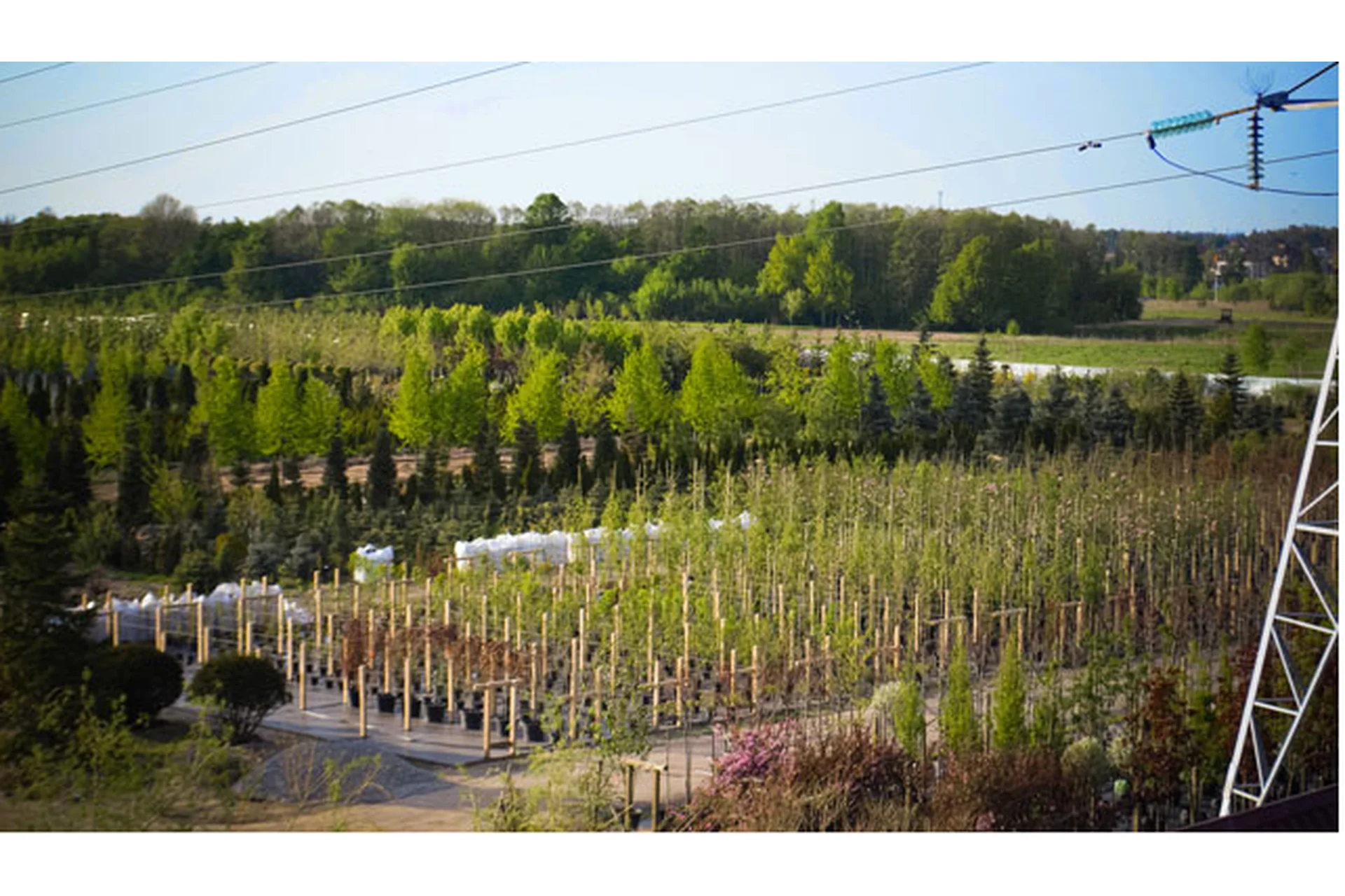 [АППМ] Питомник. Опыт создания и развития. Практические советы (Вера Глухова, Ирина Сингаевская), фото 1 из 1.