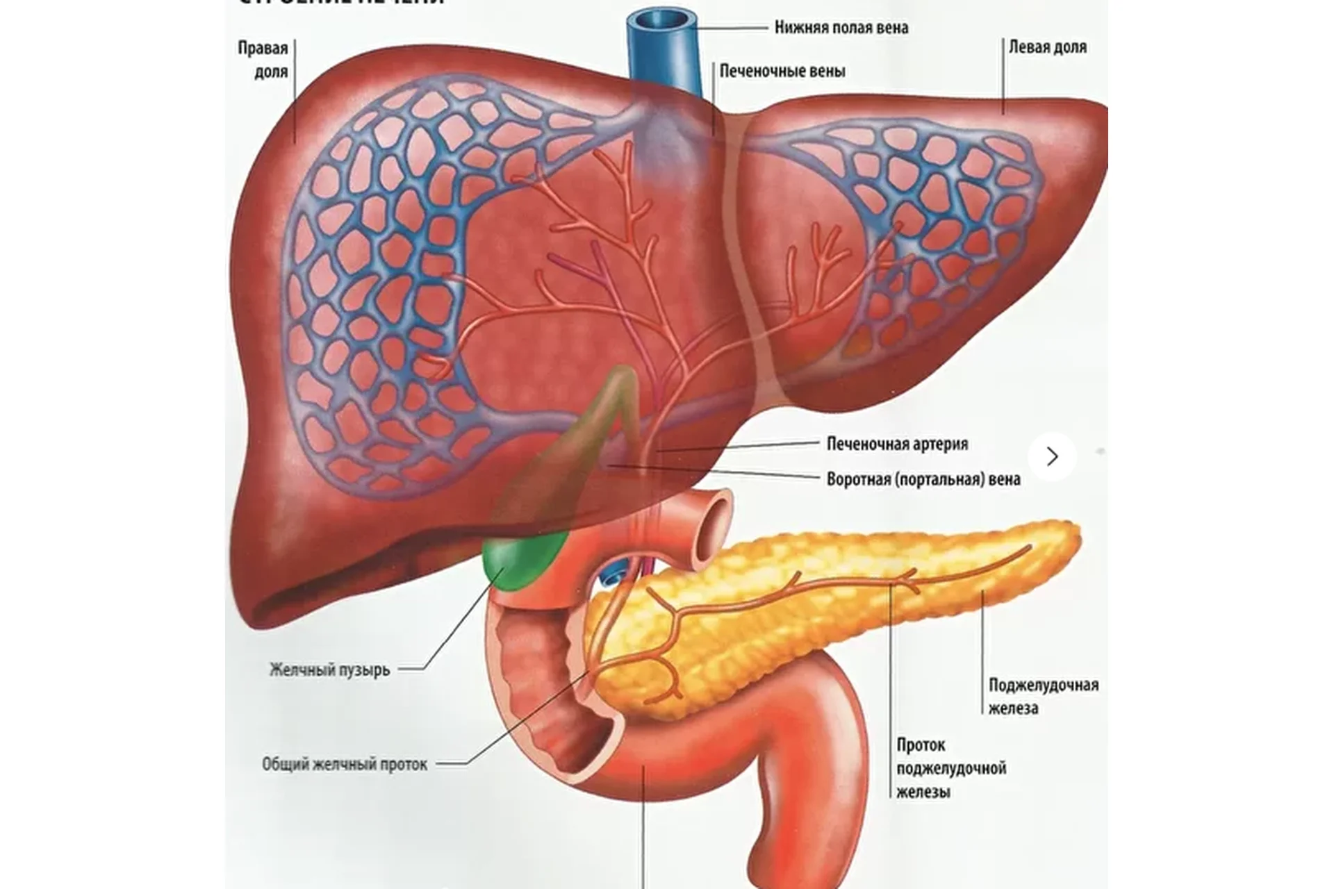 Как улучшить отток желчи (Тимофей  Кармацкий), фото 1 из 1.