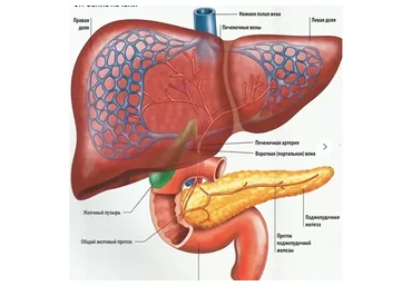 Как улучшить отток желчи (Тимофей  Кармацкий)