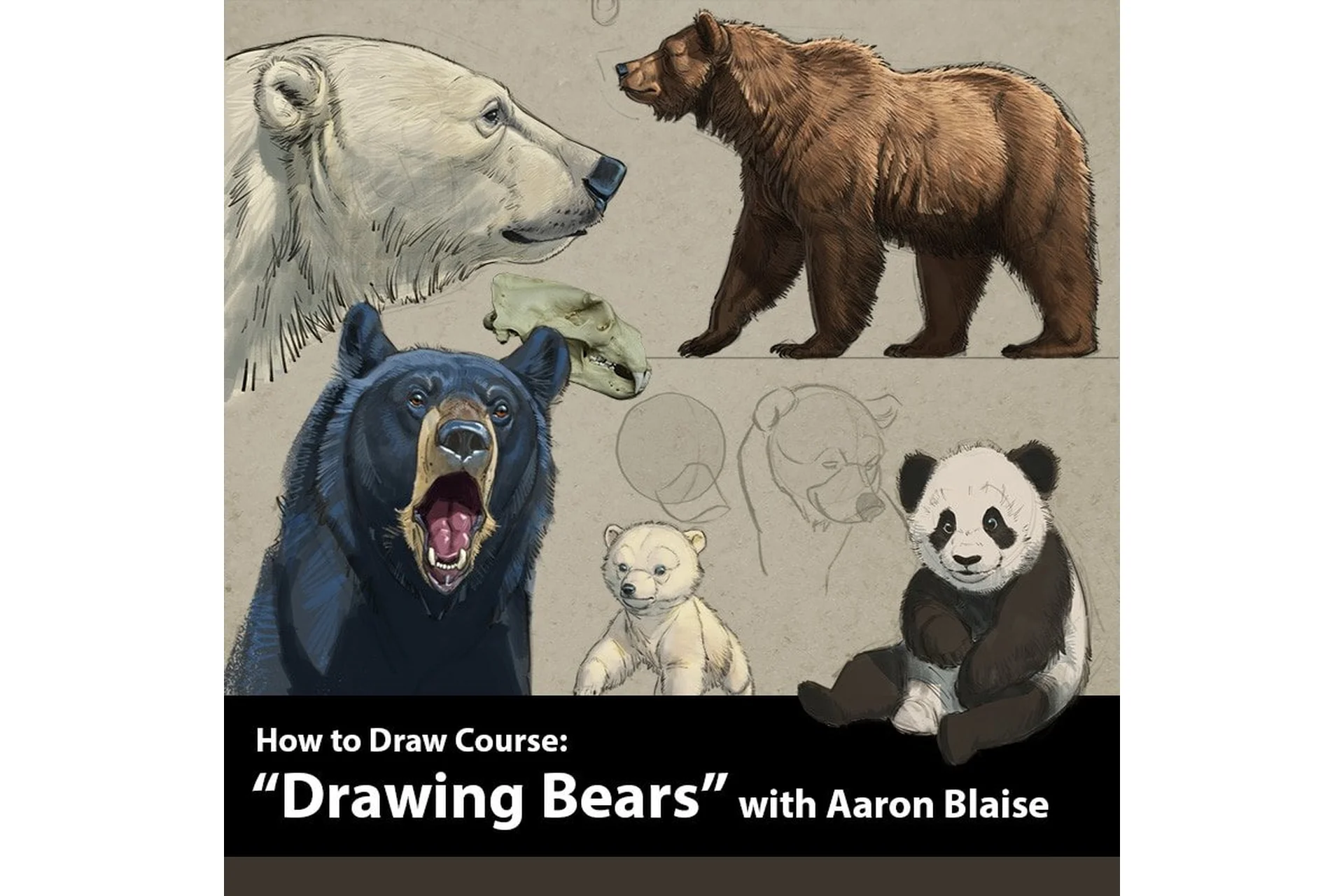Как рисовать медведей  |  How to Draw Bears (Аарон Блейз), фото 1 из 1.