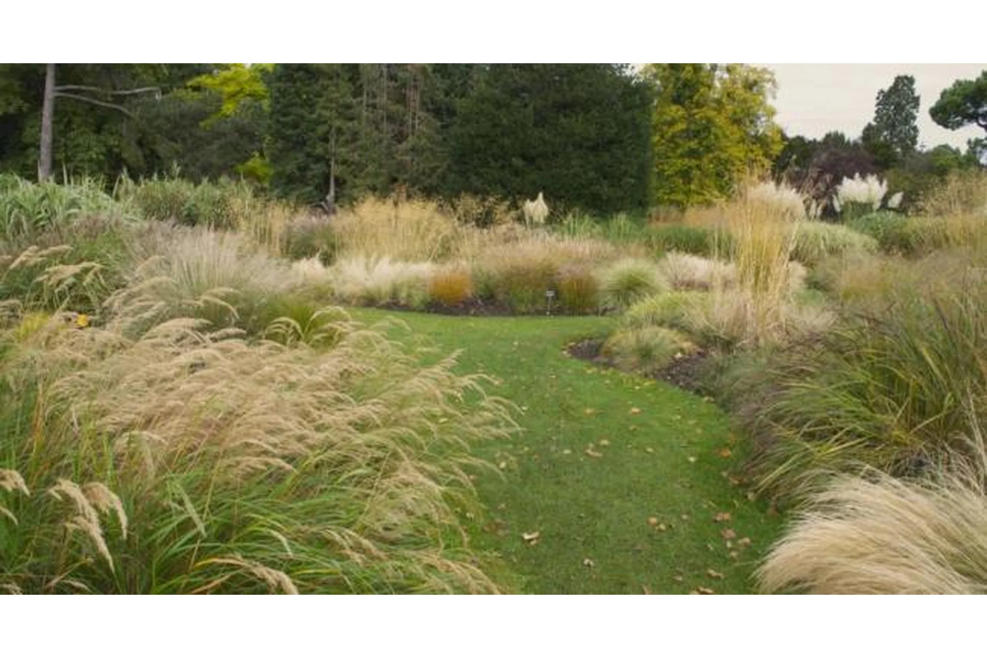 [Репейник] Декоративные травы и их применение (Ирина Пыжикова), фото 1 из 1.