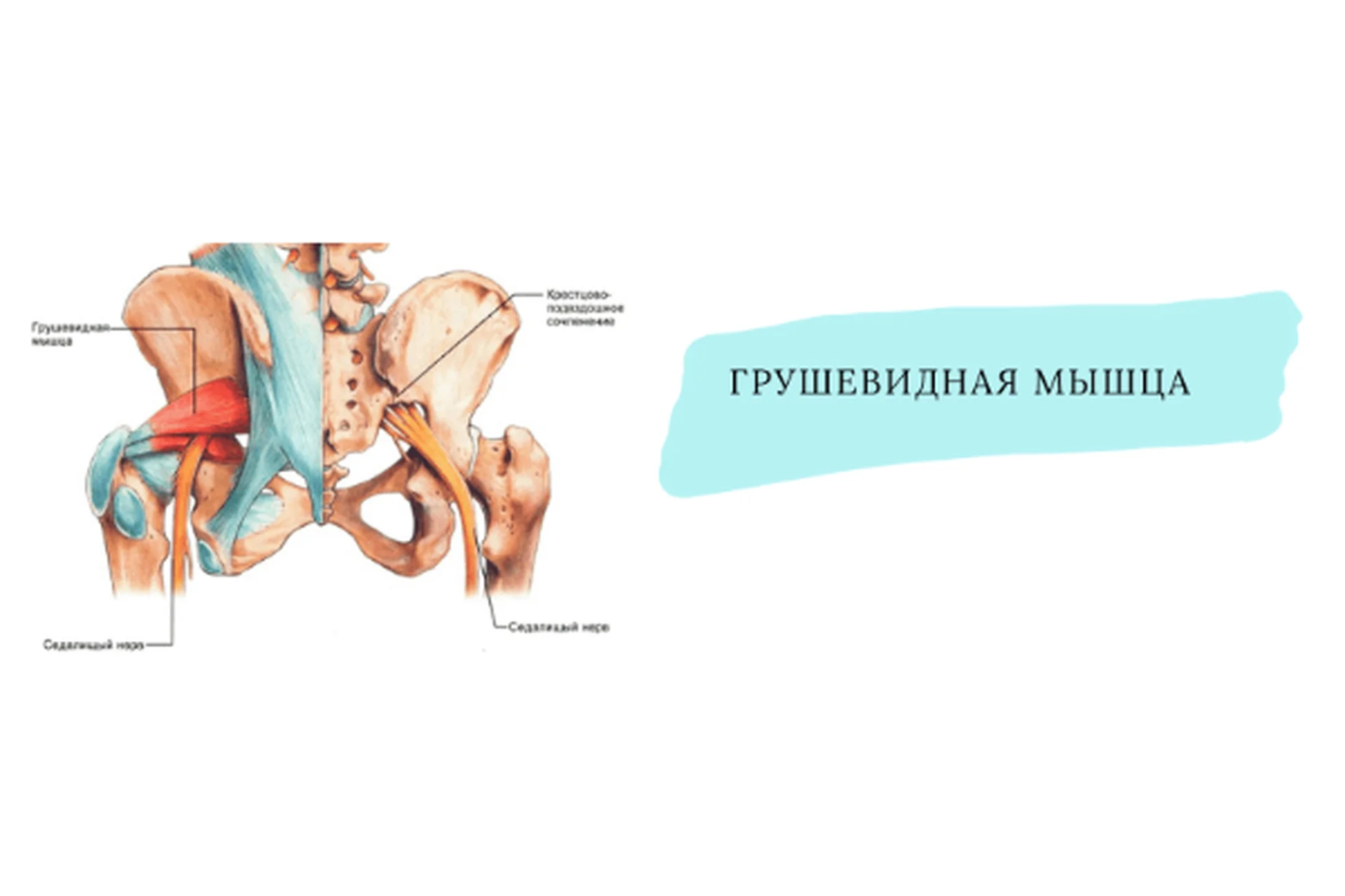 [Школа движения] Про Грушевидные. Свободный таз и сильные ноги (Елена Волкова), фото 1 из 1.