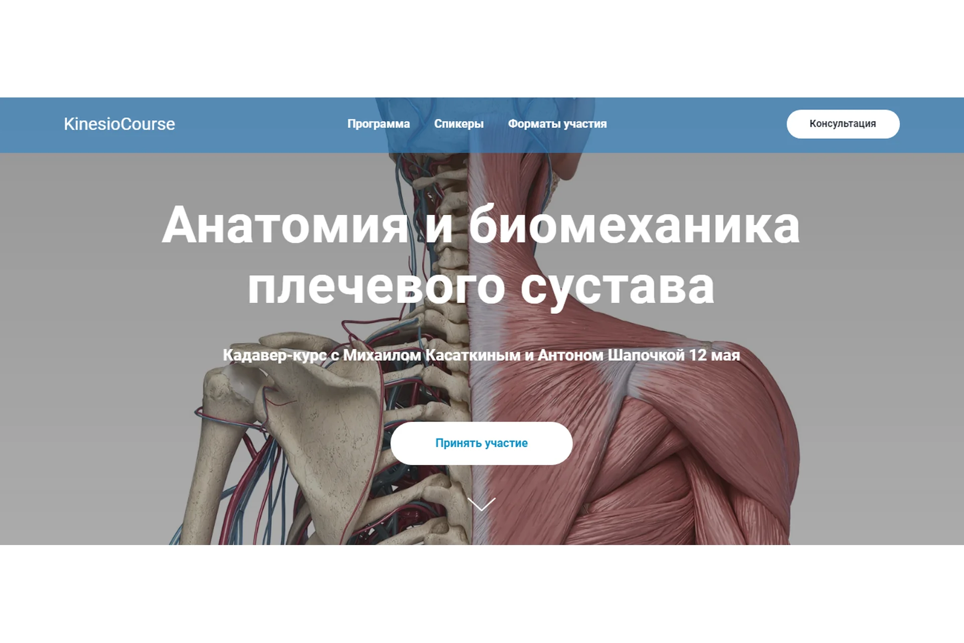 [kineziocourse] Анатомия и биомеханика плечевого сустава. Онлайн (Михаил Касаткин, Антон Шапочка), фото 1 из 1.