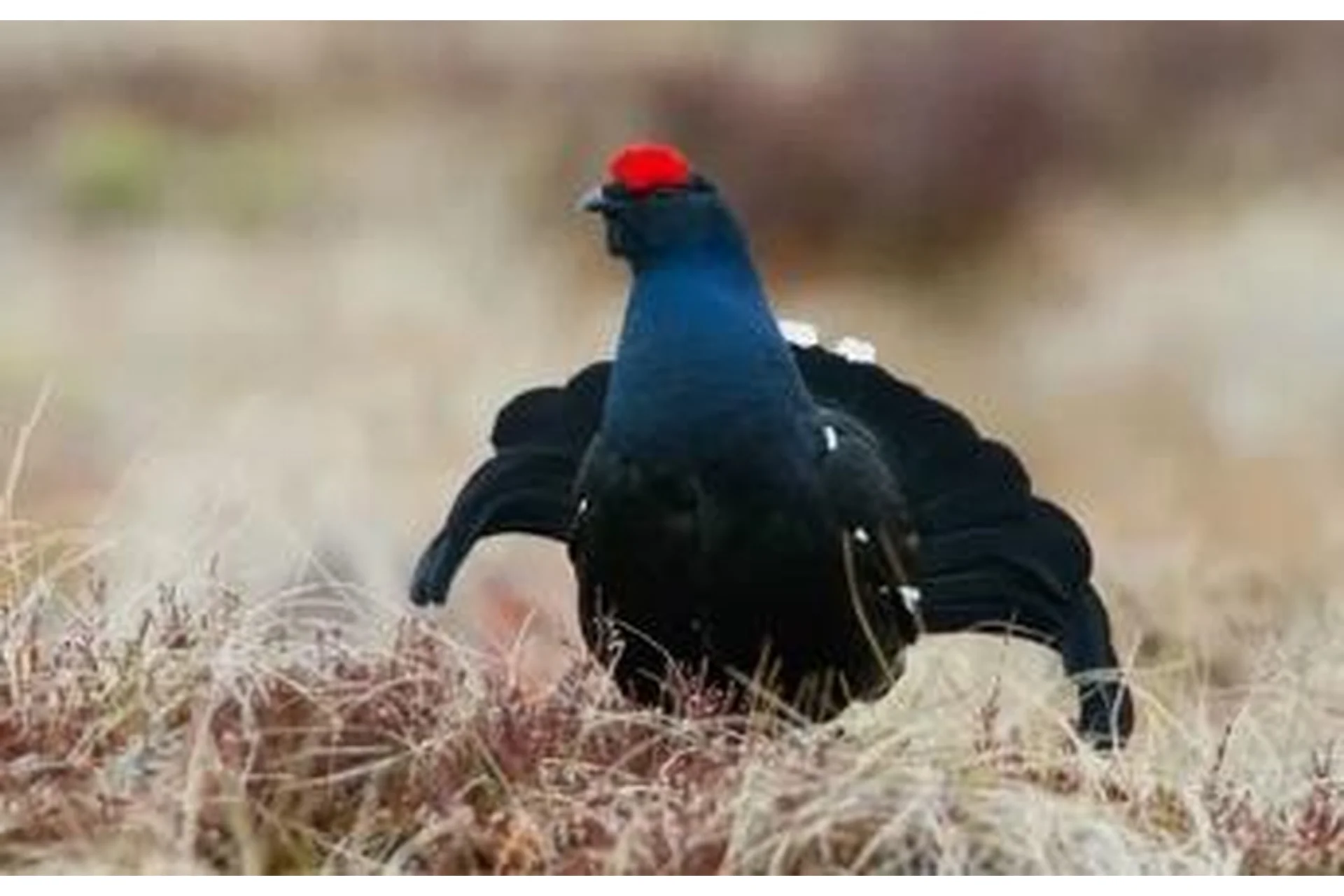 Видеоурок по кривым (Татьяна Тетерева), фото 1 из 1.