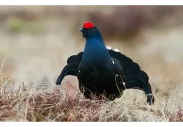 Видеоурок по кривым (Татьяна Тетерева)