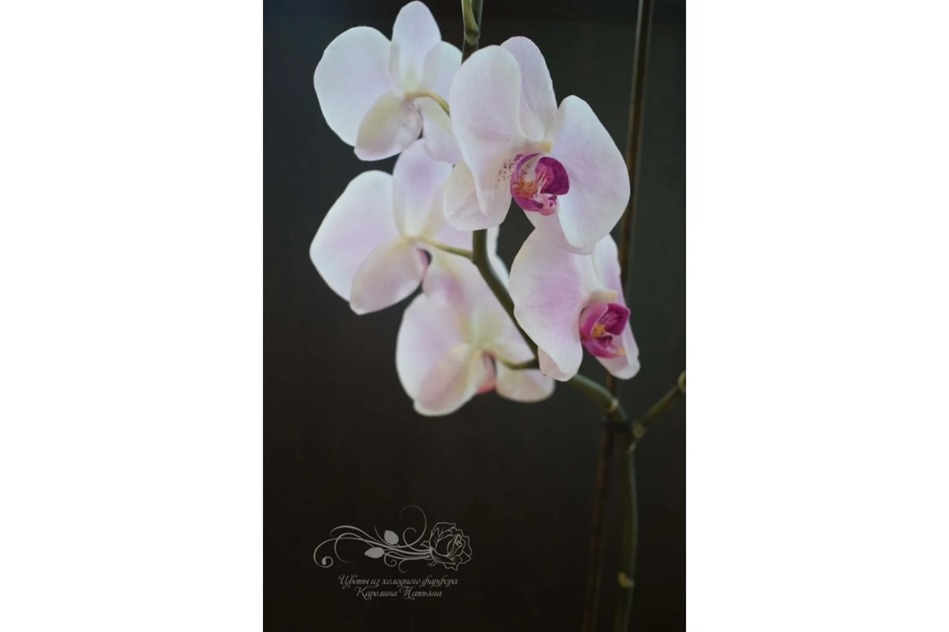 Орхидея фаленопсис  (Татьяна Карелина), фото 1 из 1.