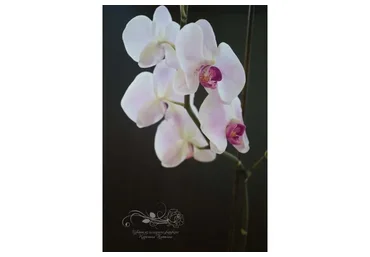 Орхидея фаленопсис  (Татьяна Карелина)