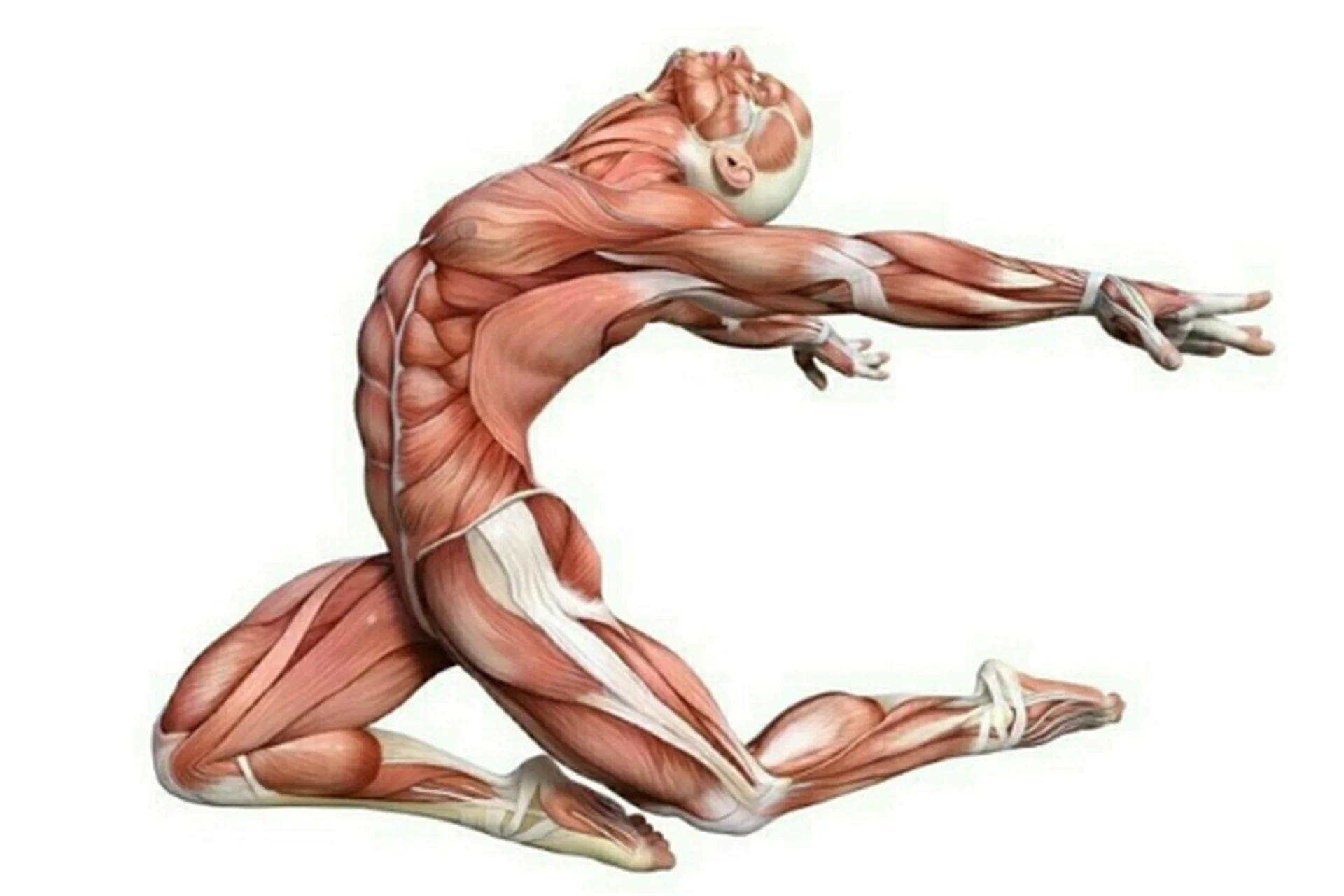 [Массажная школа Елены Земсковой] Фасция как она есть  (Константин Берман), фото 1 из 1.