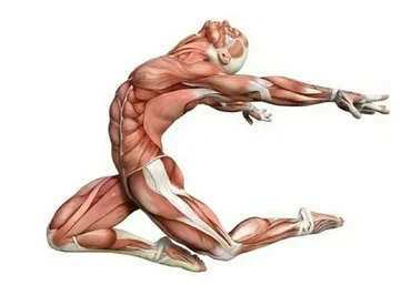 [Массажная школа Елены Земсковой] Фасция как она есть  (Константин Берман)