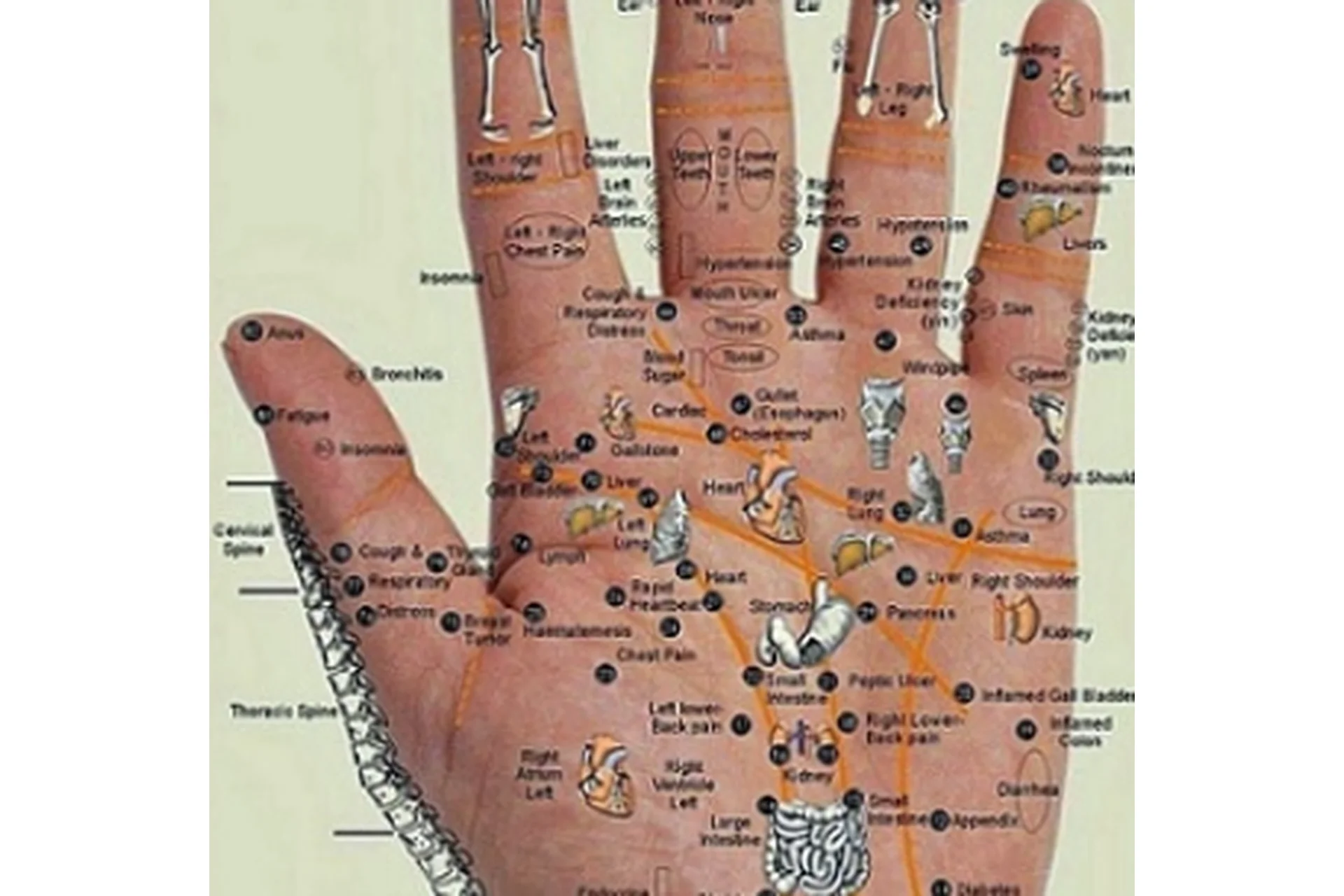 Семинар №11/5. Варикозная болезнь в ТКМ (Ван Вэй), фото 1 из 1.