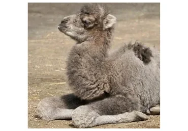 Колено (Анна Воронина)