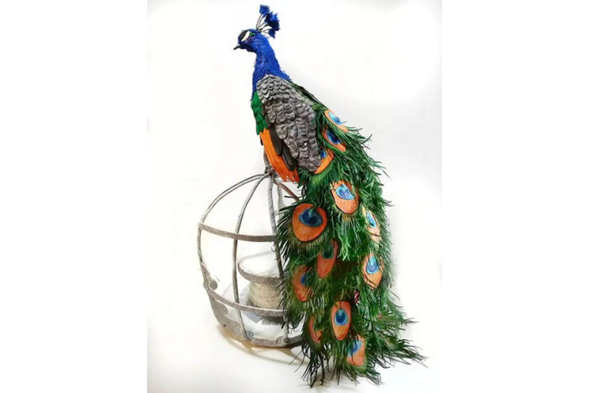 Павлин (Татьяна Шмелева), фото 1 из 1.