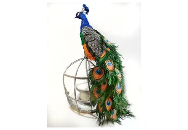 Павлин (Татьяна Шмелева)